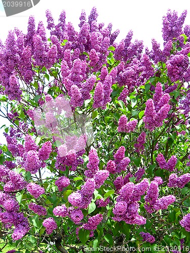 Image of Bush of a lilac
