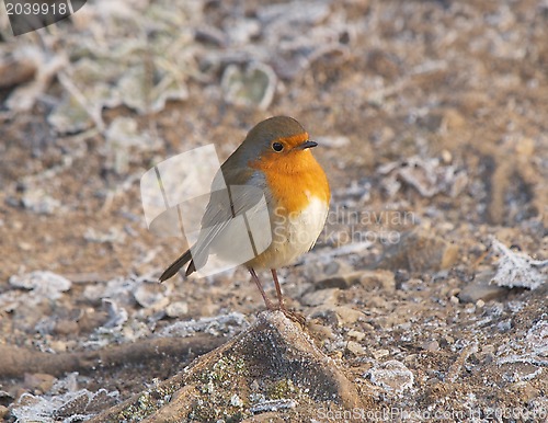 Image of Robin