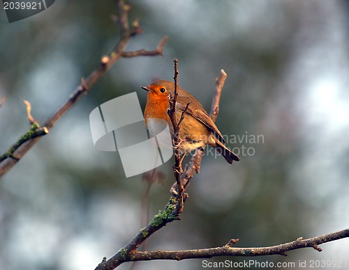 Image of Robin