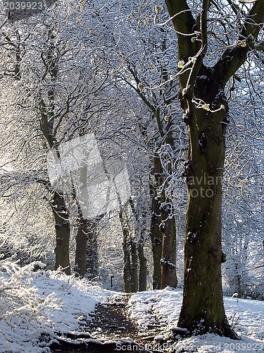 Image of Trees in Snow