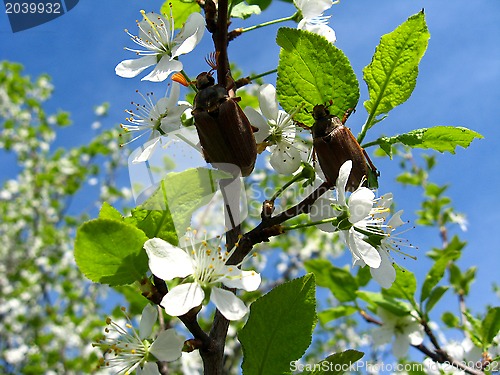 Image of Chafers climbing on blossoming plum