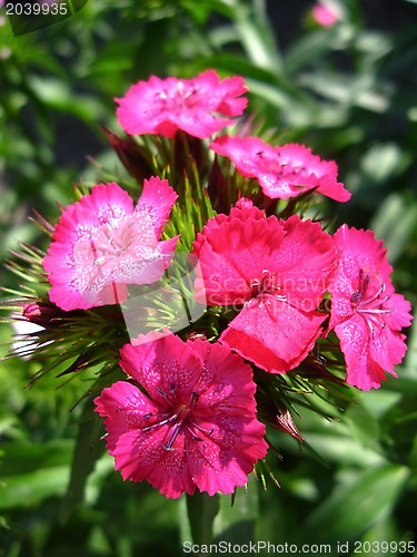 Image of The flower of red carnation