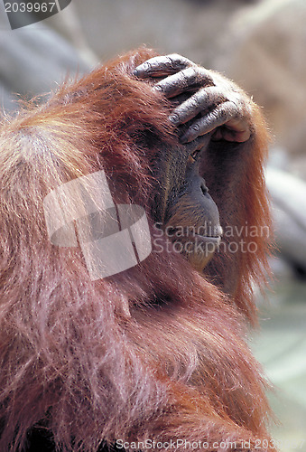 Image of Orangutan