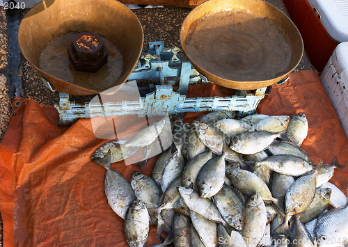 Image of Fish with scale on Doha Corniche 2