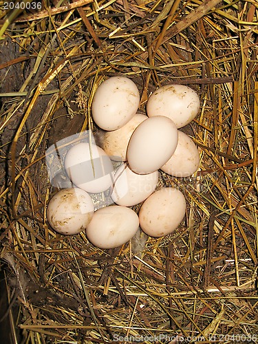 Image of Nest of the hen with many eggs