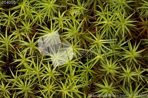 Image of Polytrichum