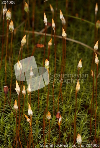 Image of Polytrichum