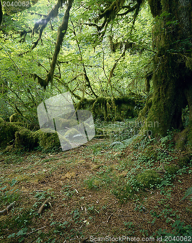 Image of Hoh Rainforest