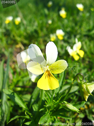 Image of the lonely buttercup