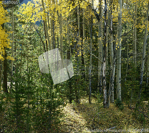 Image of Aspen