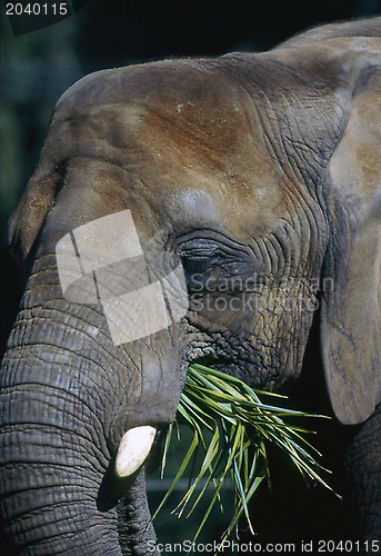 Image of Elephant