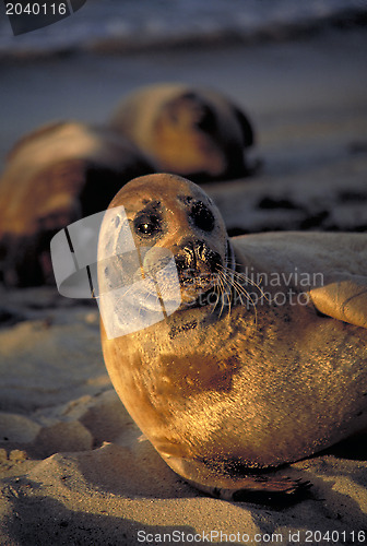 Image of Seal