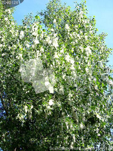 Image of poplar down on a tree