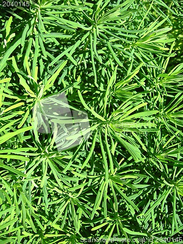 Image of Green vegetative background