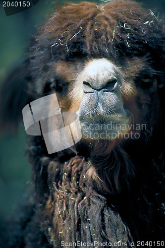 Image of Camel