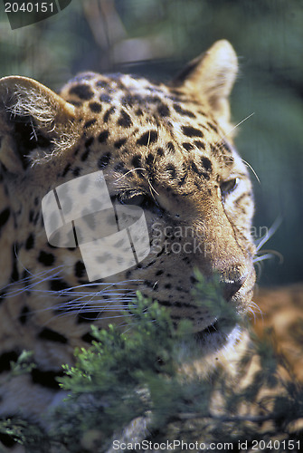Image of Leopard