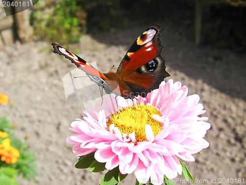Image of butterfly of peacock eye sitting on the aster
