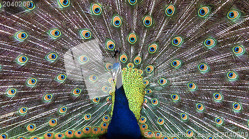 Image of Peacock