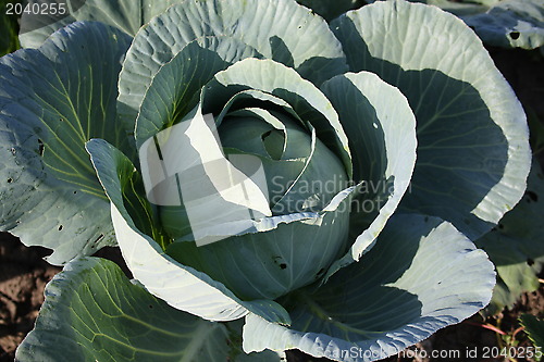 Image of The cabbage ripens