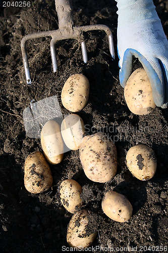 Image of Manual excavation of a potato