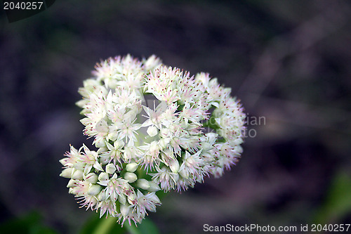 Image of Blossoming garlic