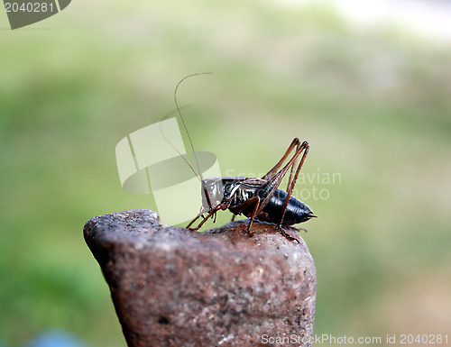 Image of Insect a cricket