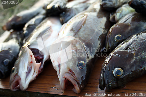 Image of Heads of fishes