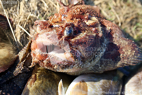 Image of Beautiful fish the sea bull-calfe