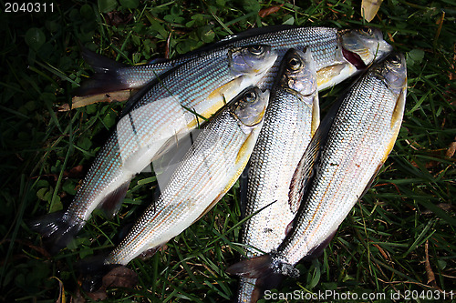 Image of Fish grayling