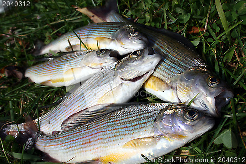 Image of Fish grayling on a grass