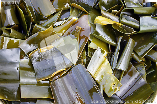 Image of Laminaria, seaweed.