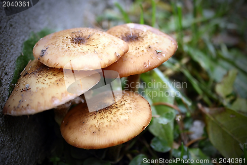 Image of honey fungus