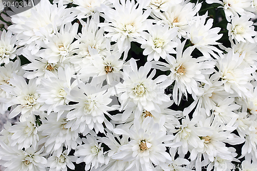 Image of white mums bouquet