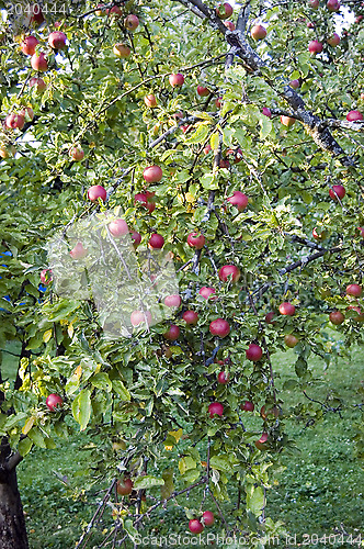 Image of Apple tree