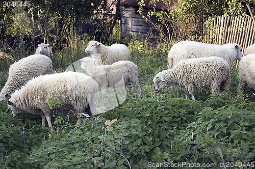 Image of Sheep grazing