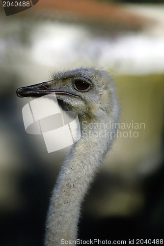 Image of Ostrich