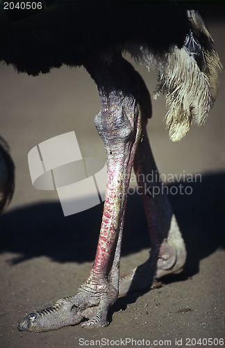 Image of Ostrich legs