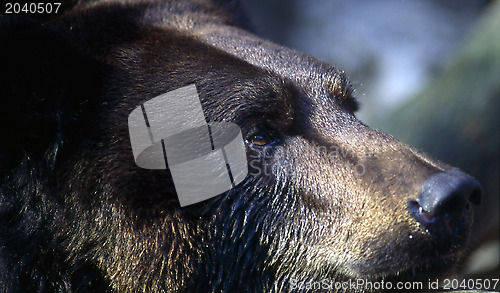 Image of Bear