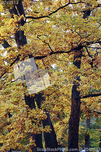 Image of Park in Autumn