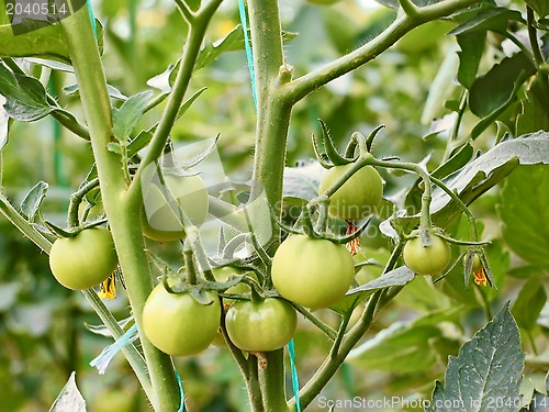 Image of Green tomatoes in greenhouse