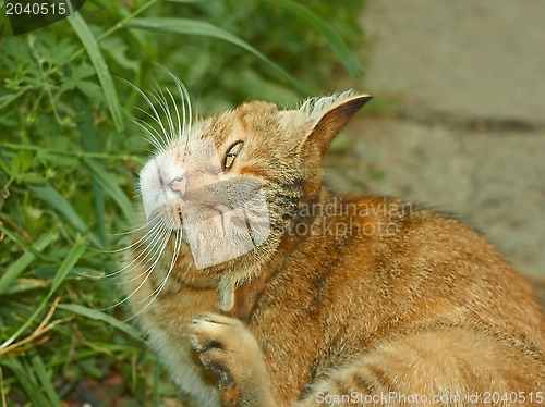 Image of Striped pussycat scratching fleas