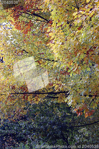 Image of Autumn