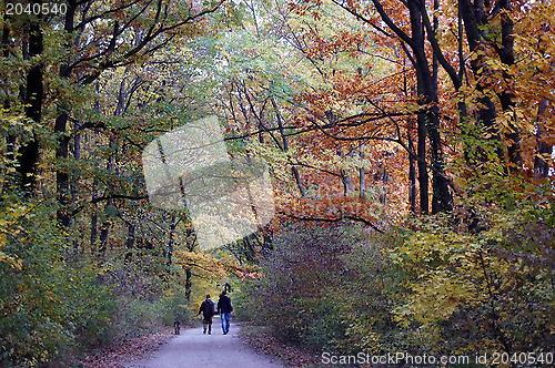 Image of Autumn forest