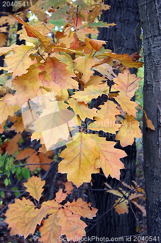 Image of Autumn forest