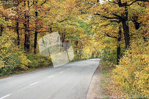 Image of Autumn forest 