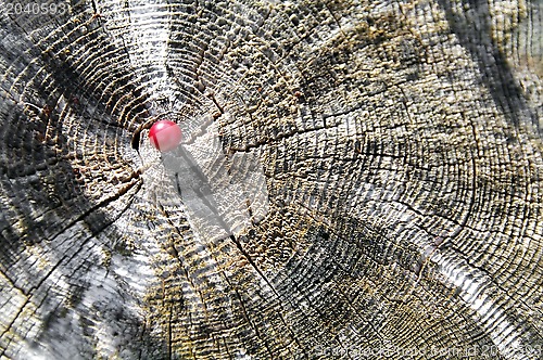 Image of Cranberry on the trunk