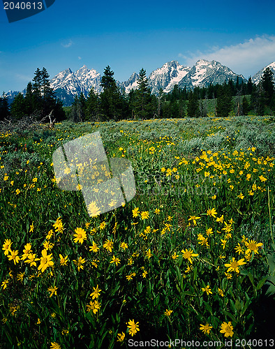 Image of Grand Teton