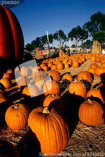 Image of Pumpkins Sale