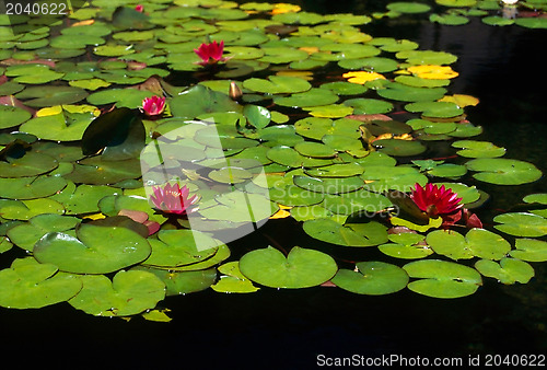 Image of Water Lily