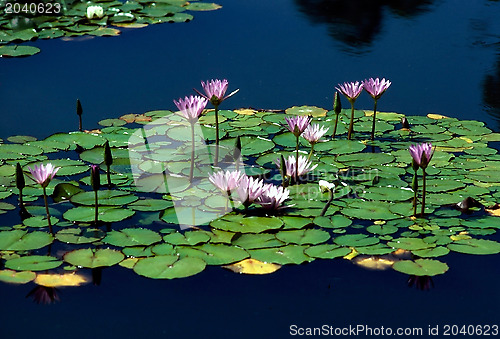 Image of Water Lily